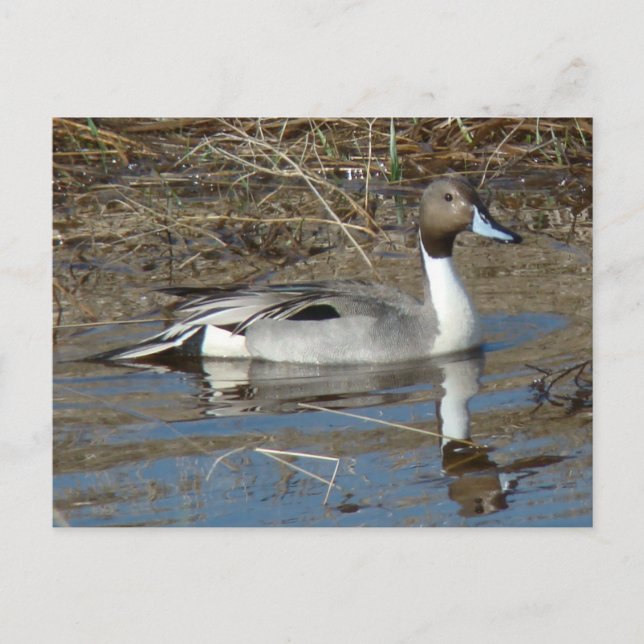 Carte Postale B5 Canard à ongles Drake (Devant)