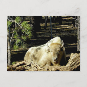 Carte Postale B E A R I Z O N Bison Blanc