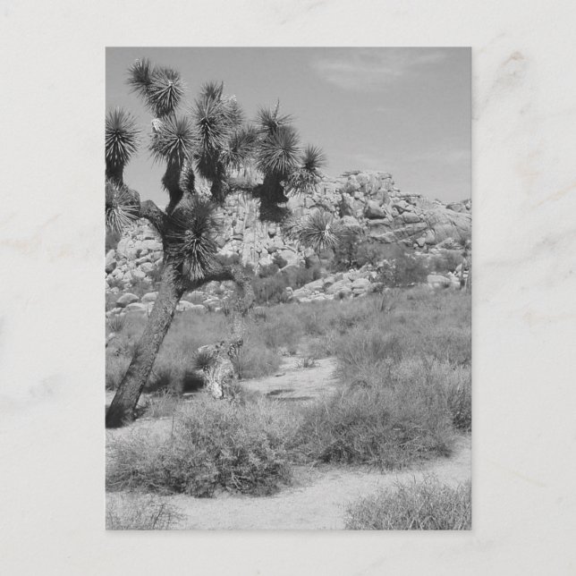 Carte Postale B&W Joshua Tree National Park 3 (Devant)