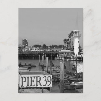Carte Postale B&W Pier 39 Lions de Mer