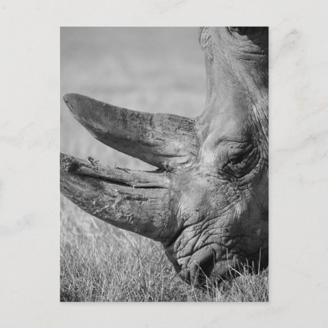 Carte Postale B&W Rhinoceros (Devant)