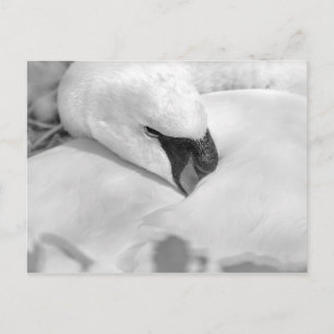 Carte Postale B&W Swan