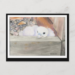 Carte postale B.Weaver Orion