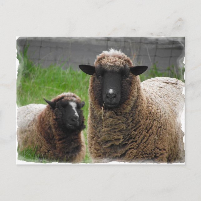 Carte Postale Ba Ba Black Sheep (Devant)