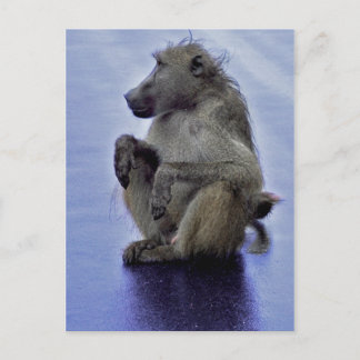 Carte Postale Baboon assis