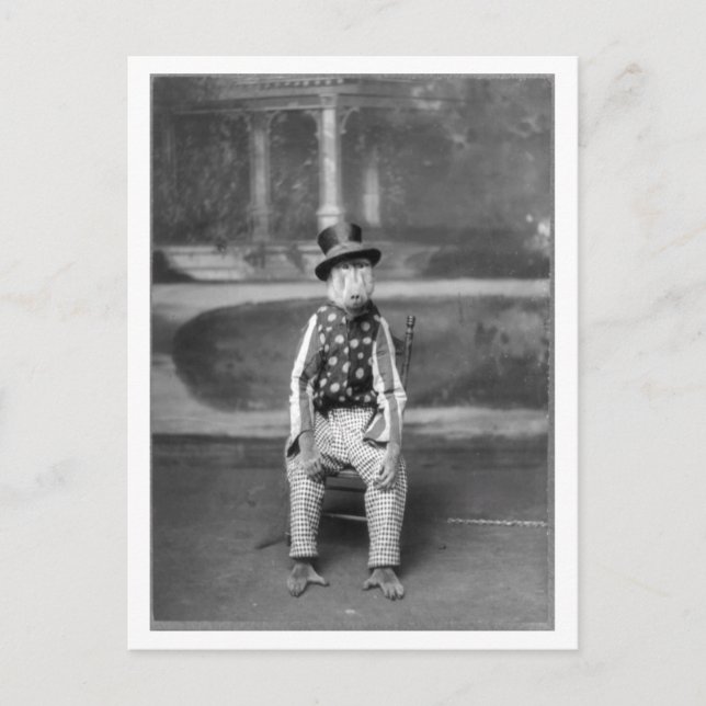 Carte Postale Baboon habillé en vêtements Vintages (Devant)