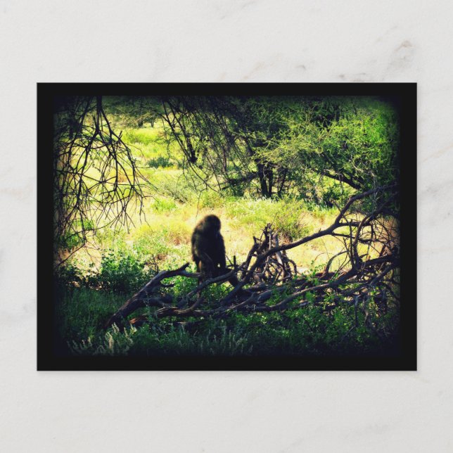 Carte Postale Baboon paisible (Devant)
