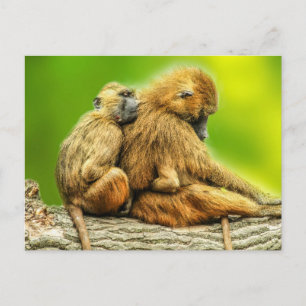 Carte Postale babouins de Guinée