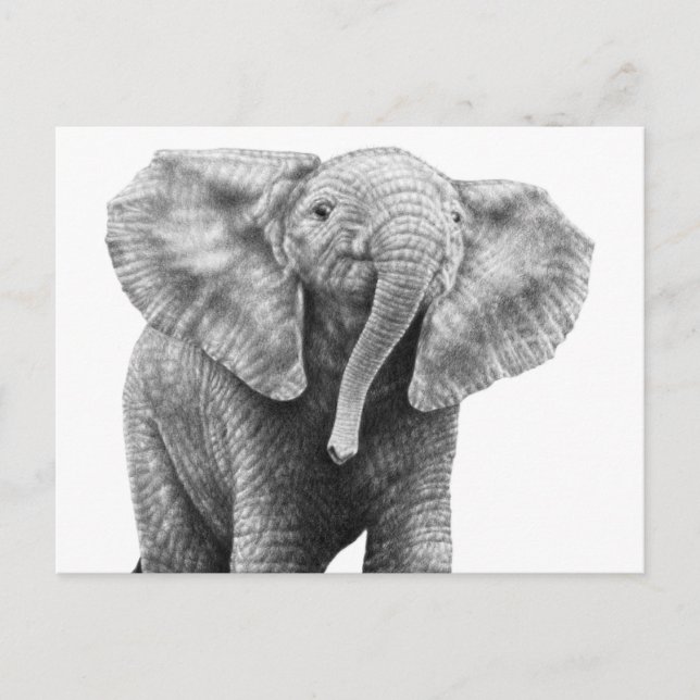 Carte postale Baby African Elephant (Devant)