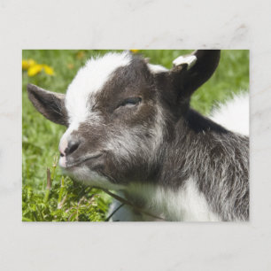 Carte Postale Baby Bagot chèvre Rare Breed