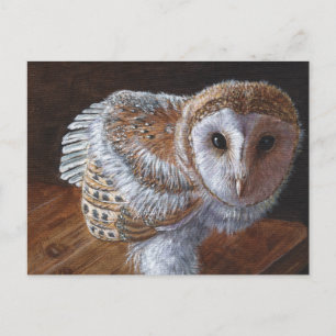 Carte Postale Baby Barn Owl Bird