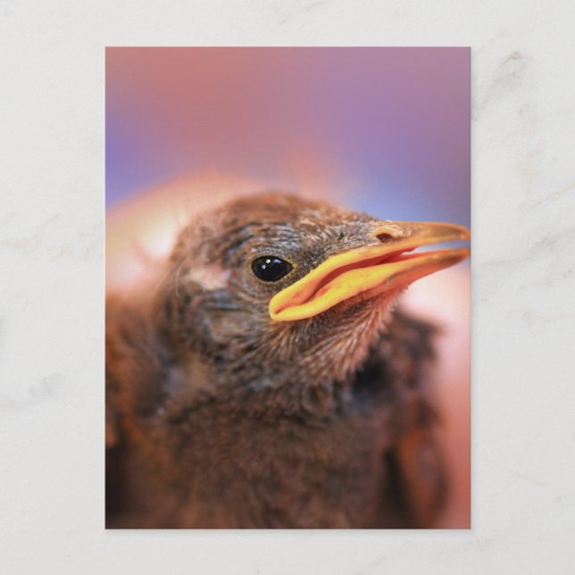 Carte Postale Baby Bird (Devant)