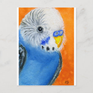 Carte Postale Baby Budgie