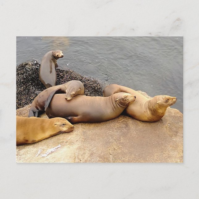 Carte Postale Baby California Sea Lions (Devant)