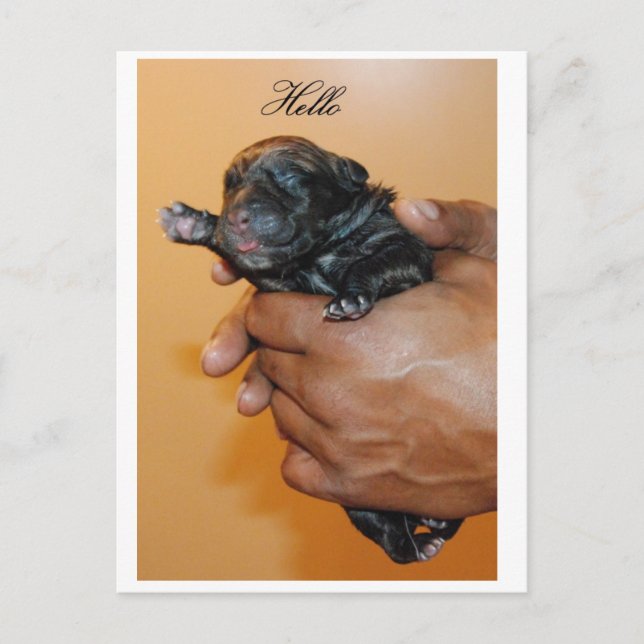 Carte postale Baby Cane Corso II (Devant)