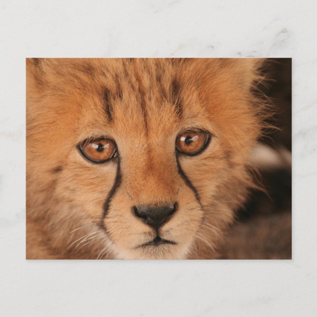 Carte postale Baby Cheetah (Devant)