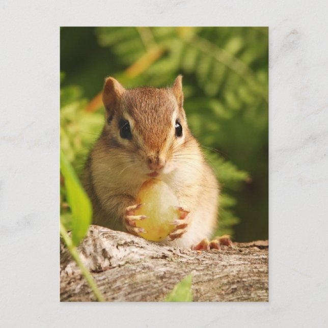 Carte Postale Baby Chipmunk avec snack (Devant)