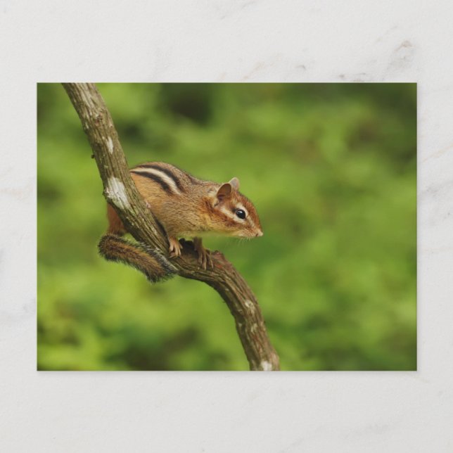 Carte Postale Baby Chipmunk dans un arbre (Devant)