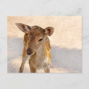 Carte Postale Baby Deer