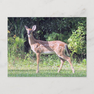 Carte postale Baby Deer