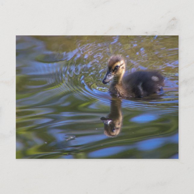 Carte Postale Baby Donald (Devant)