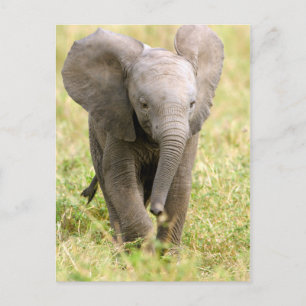 Carte Postale Baby éléphant