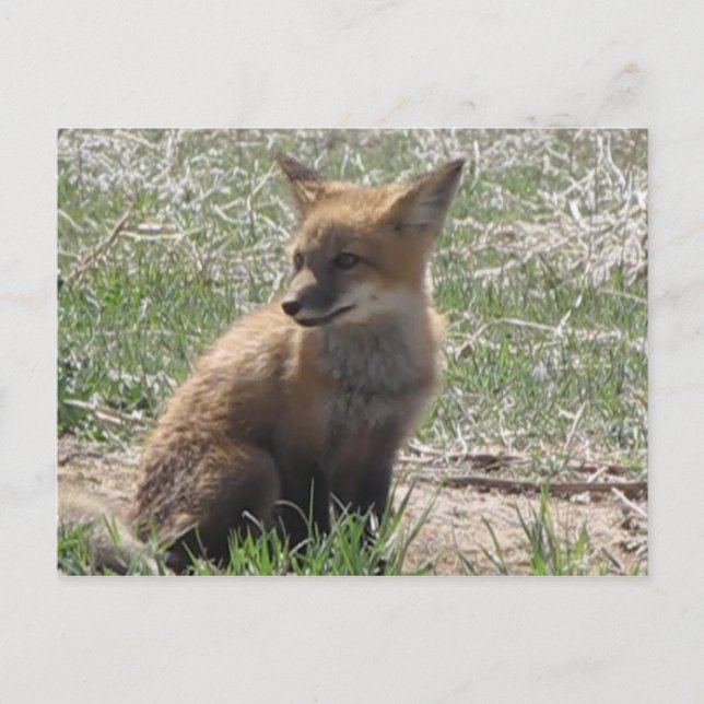 Carte Postale baby fox 01 (Devant)