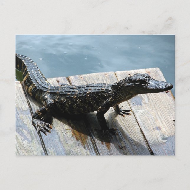 Carte Postale Baby Gator (Devant)