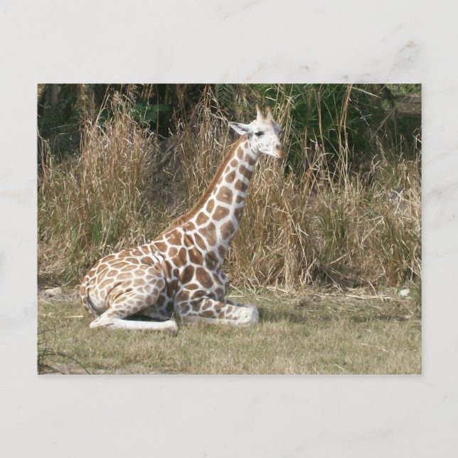 Carte Postale Baby Giraffe (Devant)