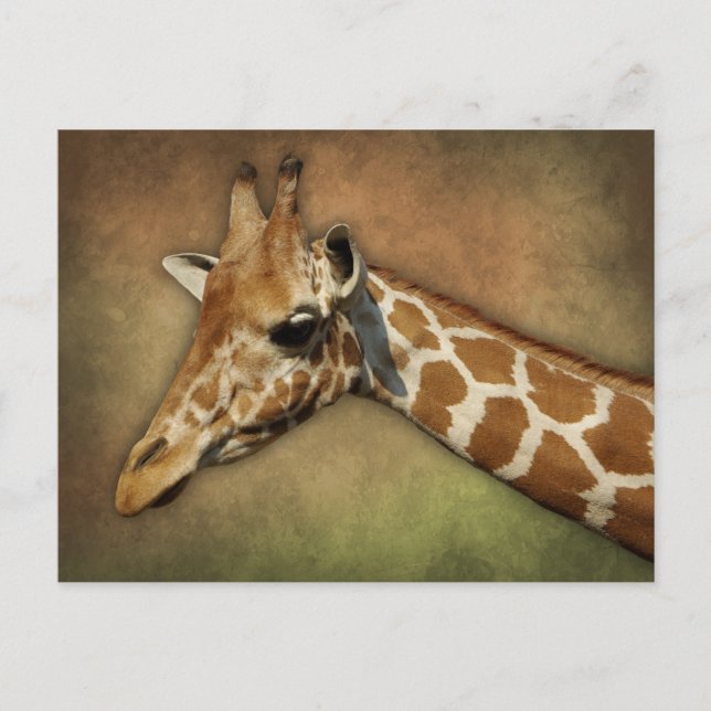 Carte Postale Baby Giraffe (Devant)
