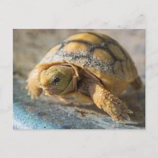 Carte Postale Baby Gopher Tortoise