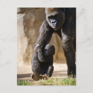 Carte Postale Baby Gorilla