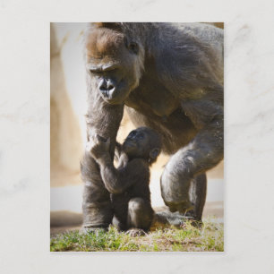 Carte Postale Baby Gorilla
