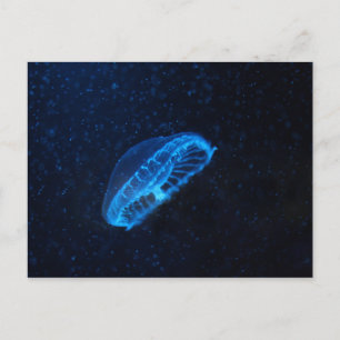 Carte Postale baby jelly fish