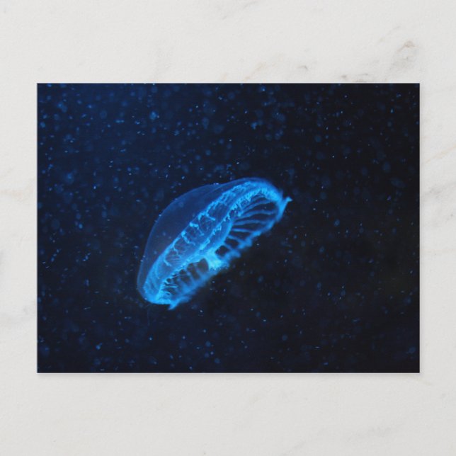 Carte Postale baby jelly fish (Devant)