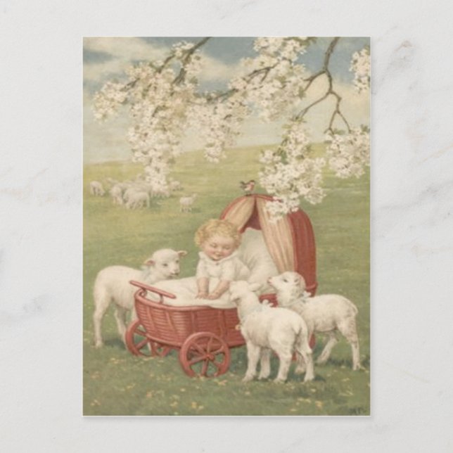 Carte Postale Baby Lamb Dogwood Tree Field (Devant)