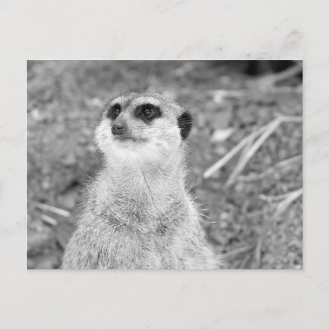 Carte Postale "Baby Meerkat" (Devant)