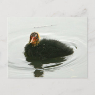 Carte Postale Baby Moorhens