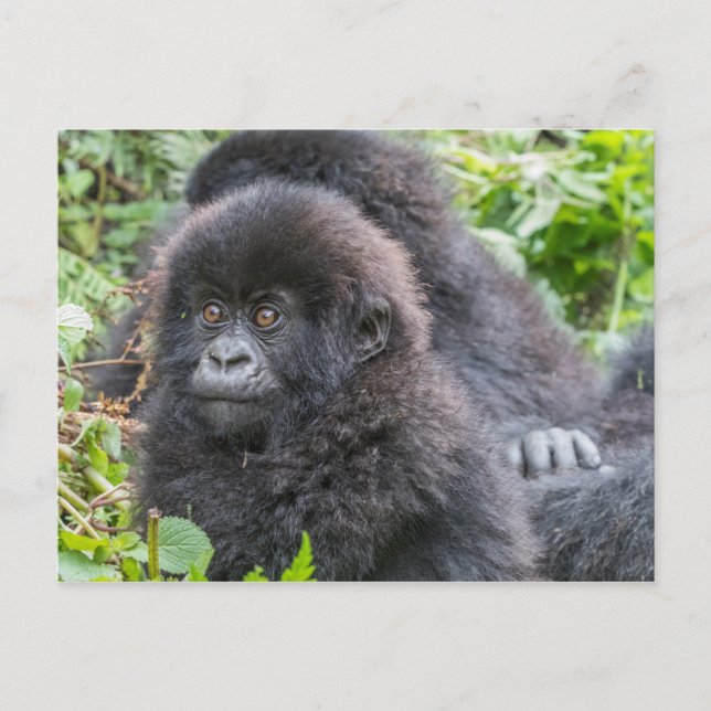 Carte Postale Baby Mountain Gorilla (Devant)