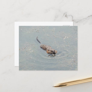 Carte Postale Baby Muskrat