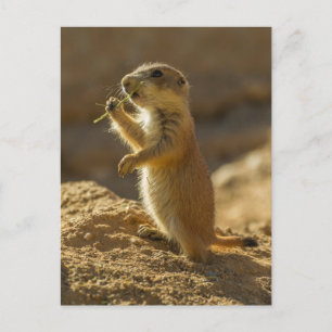 Carte Postale Baby prairie chien mangeant, Arizona