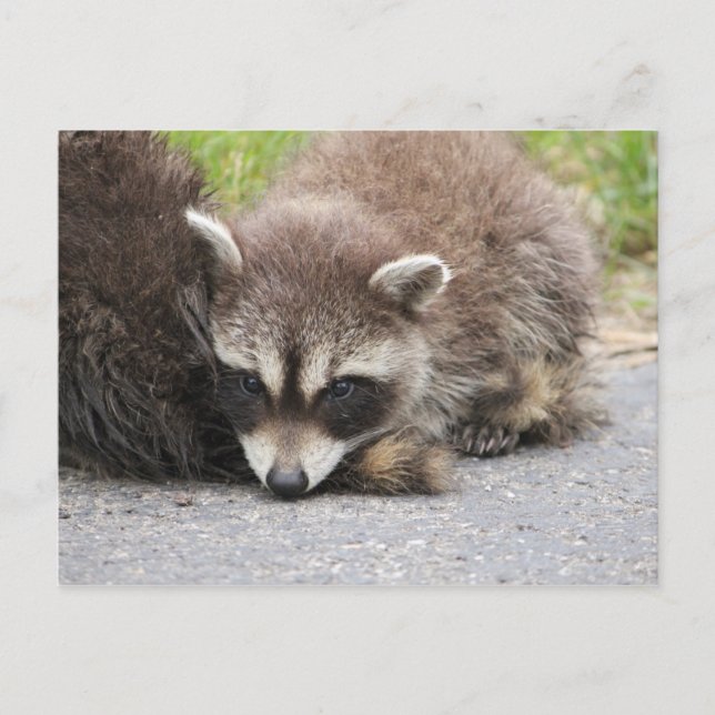 Carte Postale Baby Raccoon (Devant)