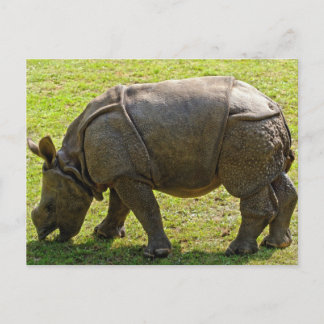 Carte Postale Baby Rhino