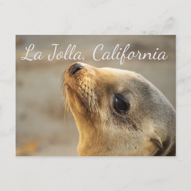 Carte Postale Baby Sea Lion, La Jolla Californie (Devant)