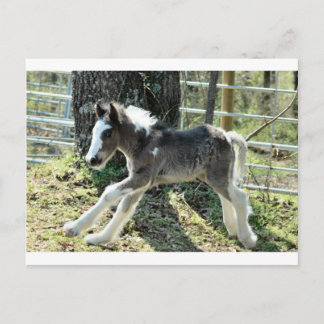 Carte Postale Baby Shaolin 2