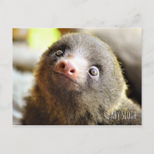 Carte postale Baby Sloth