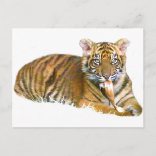 Carte Postale Baby Sumatran Cub_