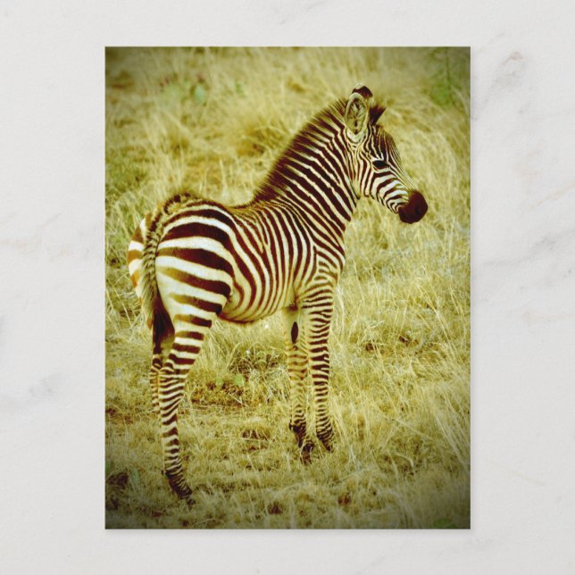 Carte Postale Baby Zebra (Devant)