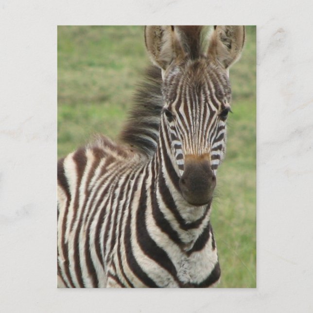 Carte postale Baby Zebra (Devant)