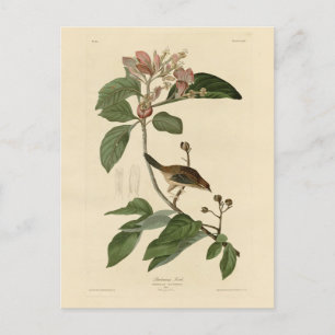 Carte Postale Bachman's Finch (Sparrow) Audubon Birds of America